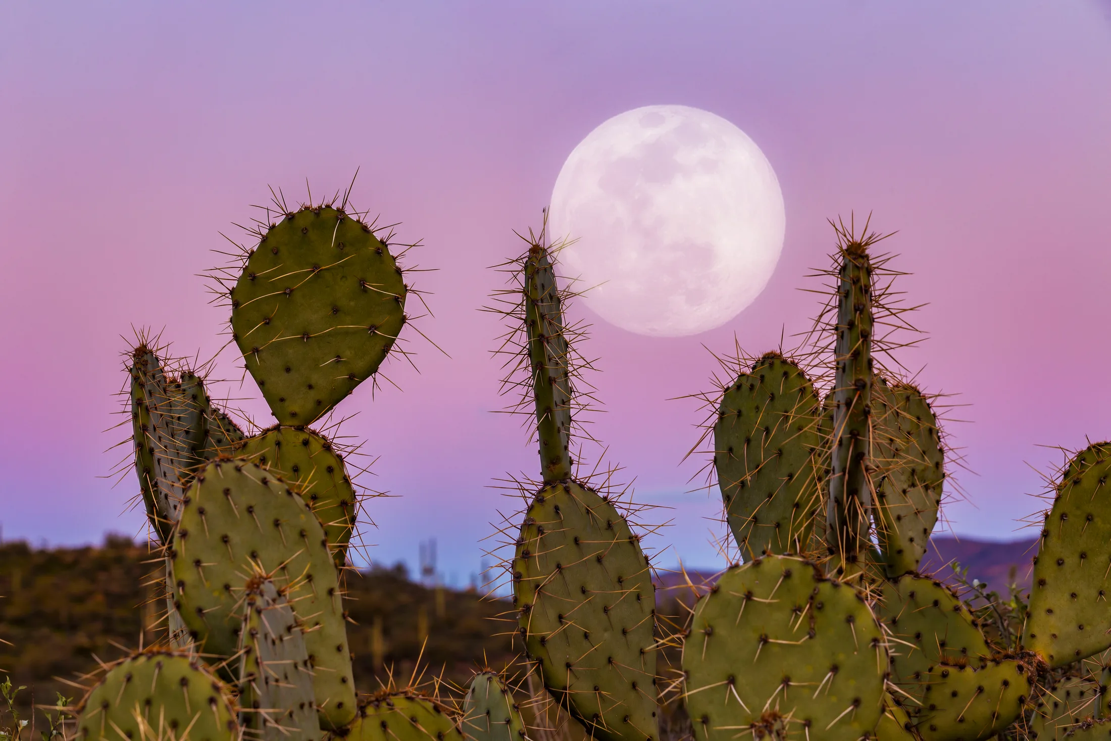 A Bug's Life Moon and Prickly Pear Cactus Apache Junction AZ, a fine art photograph by Michael Joseph Baca