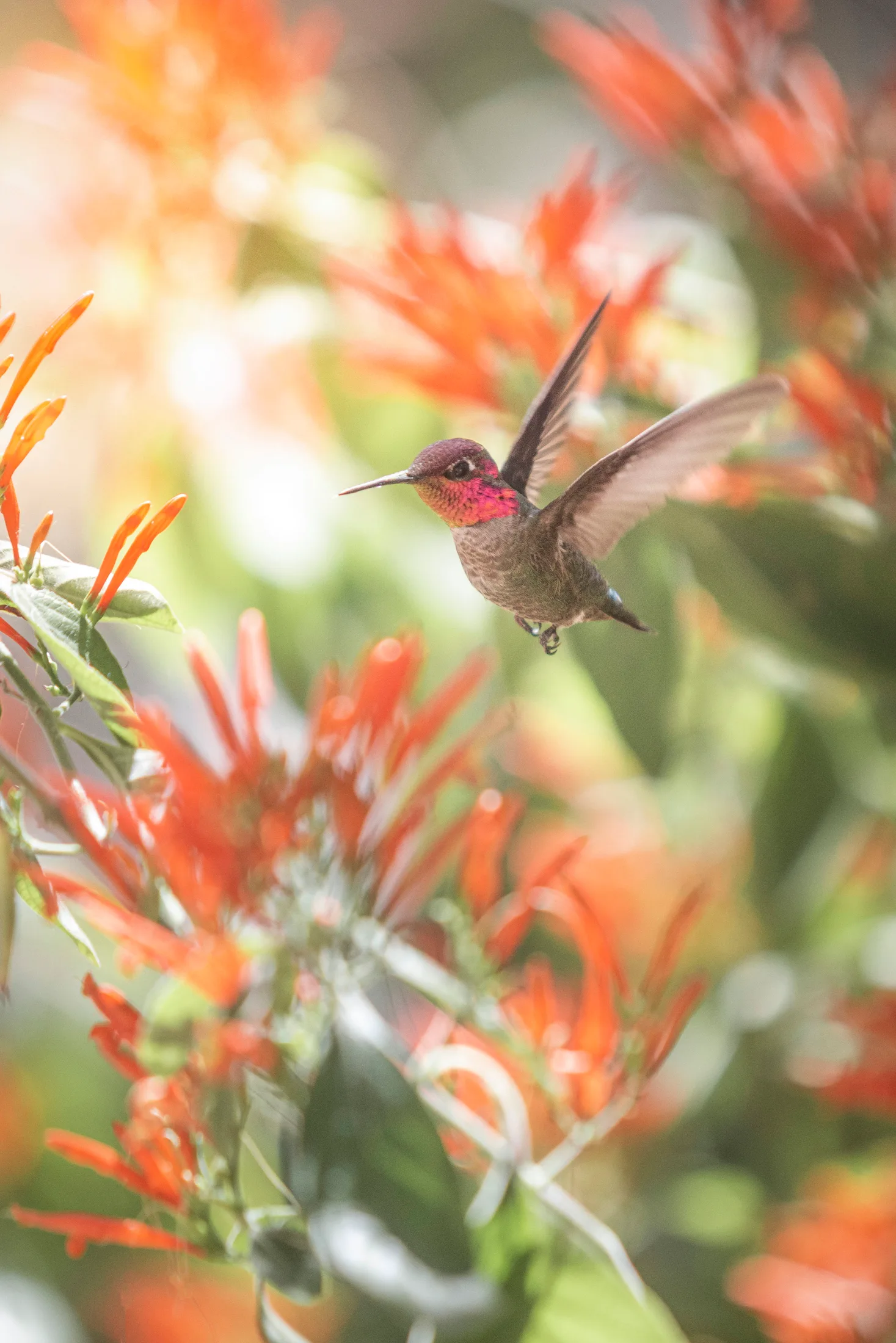 Anna's Hummingbird Boyce Thompson Arboretum, animals, a fine art photograph by Michael Joseph Baca
