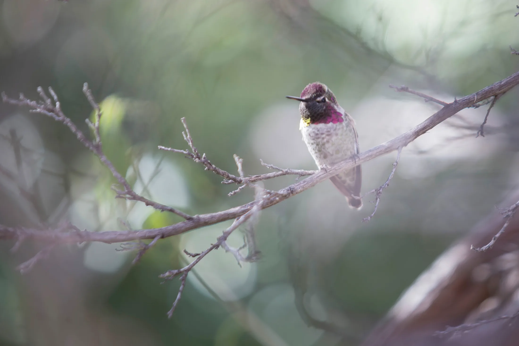 Anna's Hummingbird Tucson AZ, animals, a fine art photograph by Michael Joseph Baca, Casa de Baca Studios, Florence, Arizona