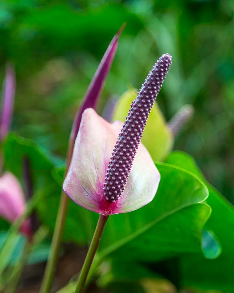 Anthurium Purple Flamingo Flower Hawaii Tropical Bioreserve and Garden, flowers and plants, a fine art photograph