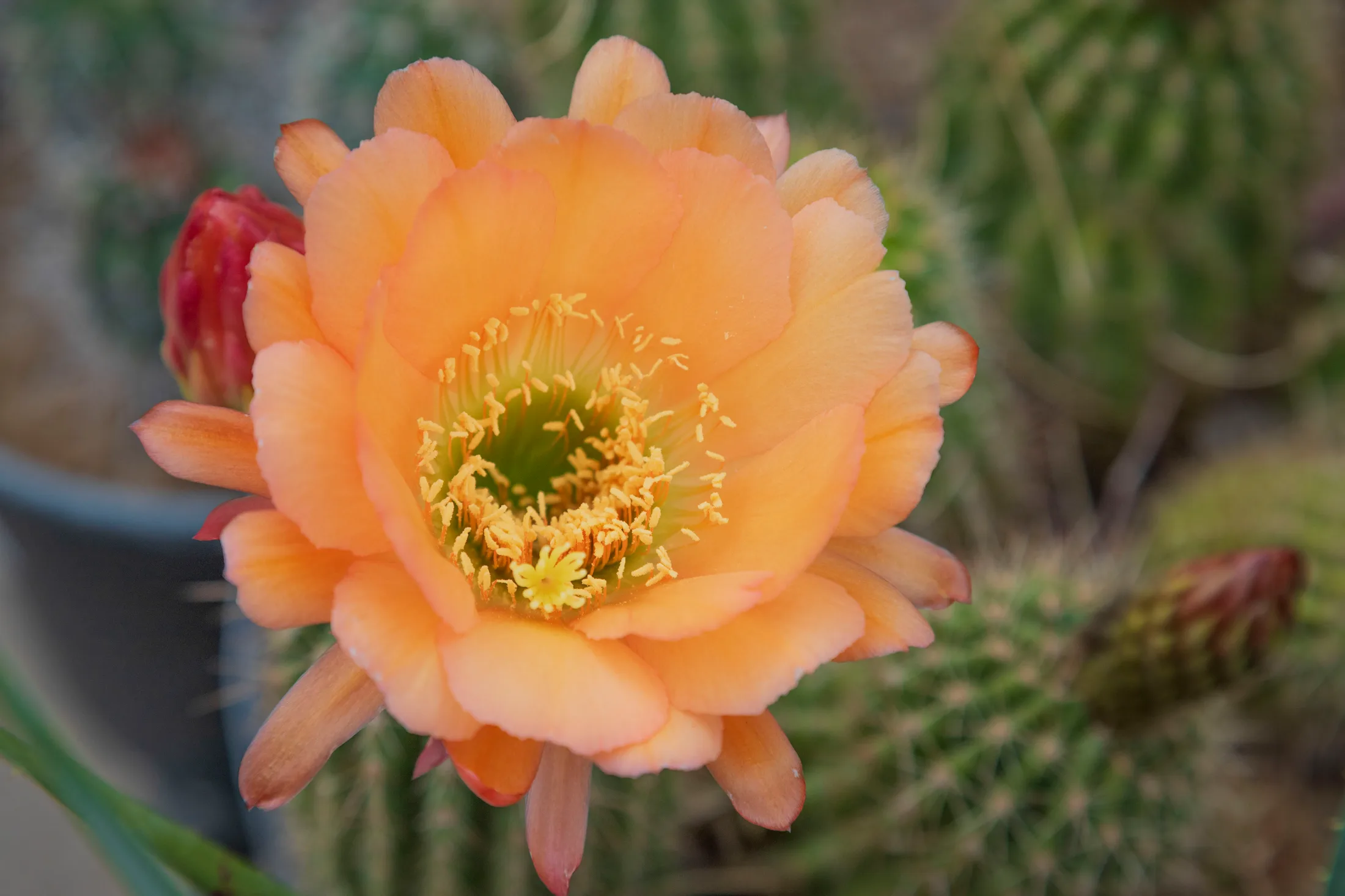 'Apricot Glow' Cactus Flower Boyce Thompson Arboretum, flowers and plants, a fine art photograph by Michael Joseph Baca
