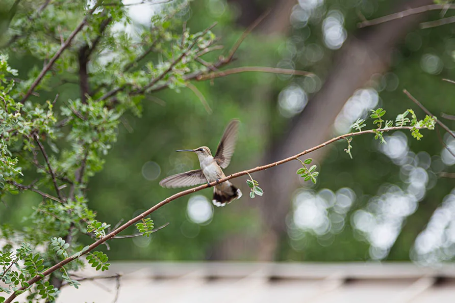 Archilochus Hummingbird about to fly San Pedro Riparian National Conservation Area, animals, a fine art photograph