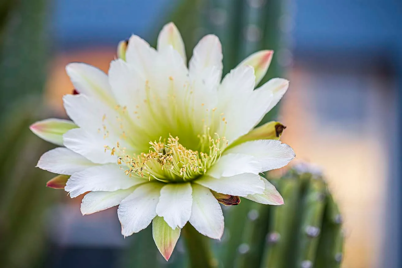 Bailey Street San Pedro Cactus, flowers and plants, a fine art photograph by Janell Evelyn Baca