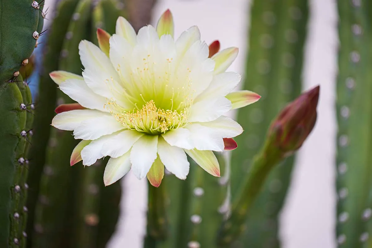 Bailey Street San Pedro Cactus, flowers and plants, a fine art photograph by Janell Evelyn Baca