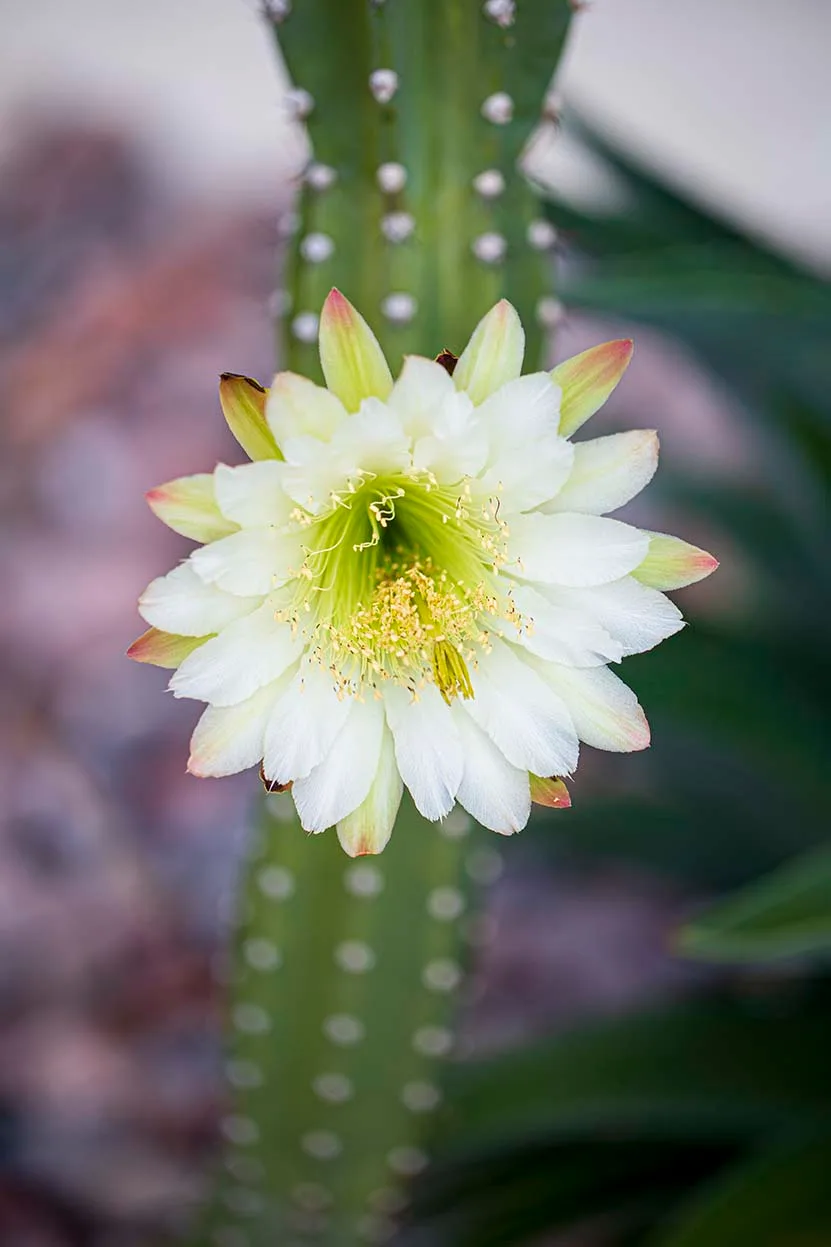 Bailey Street San Pedro Cactus, flowers and plants, a fine art photograph by Janell Evelyn Baca