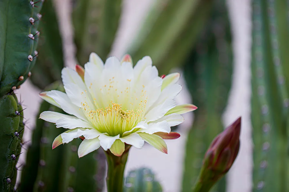 Bailey Street San Pedro Cactus, flowers and plants, a fine art photograph by Janell Evelyn Baca