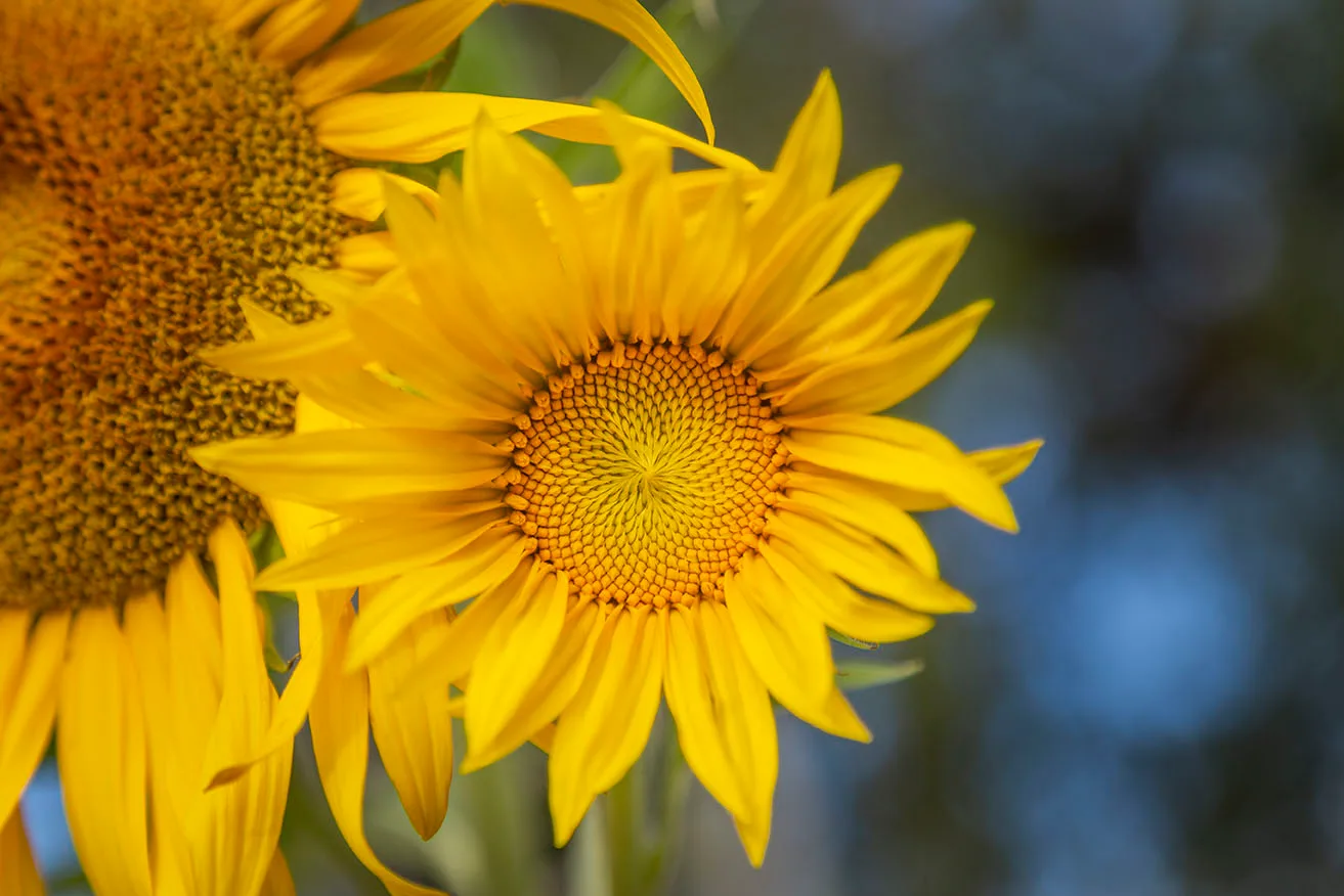 Bailey Street Sunflowers Florence AZ, a fine art photograph by Janell Evelyn Baca, Casa de Baca Studios, Florence, Arizona