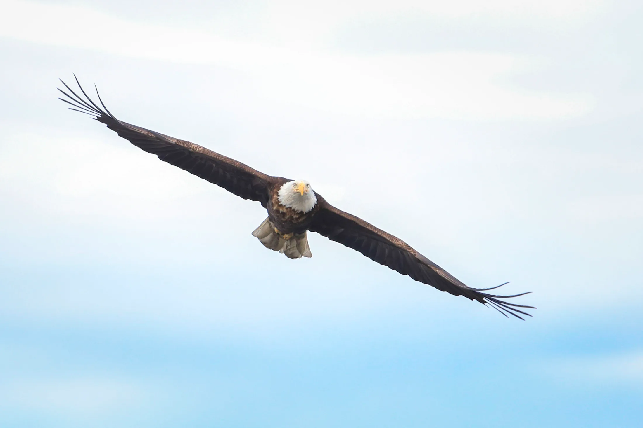 Bald Eagle Alaska, animals, a fine art photograph by Michael Joseph Baca, Casa de Baca Studios, Florence, Arizona