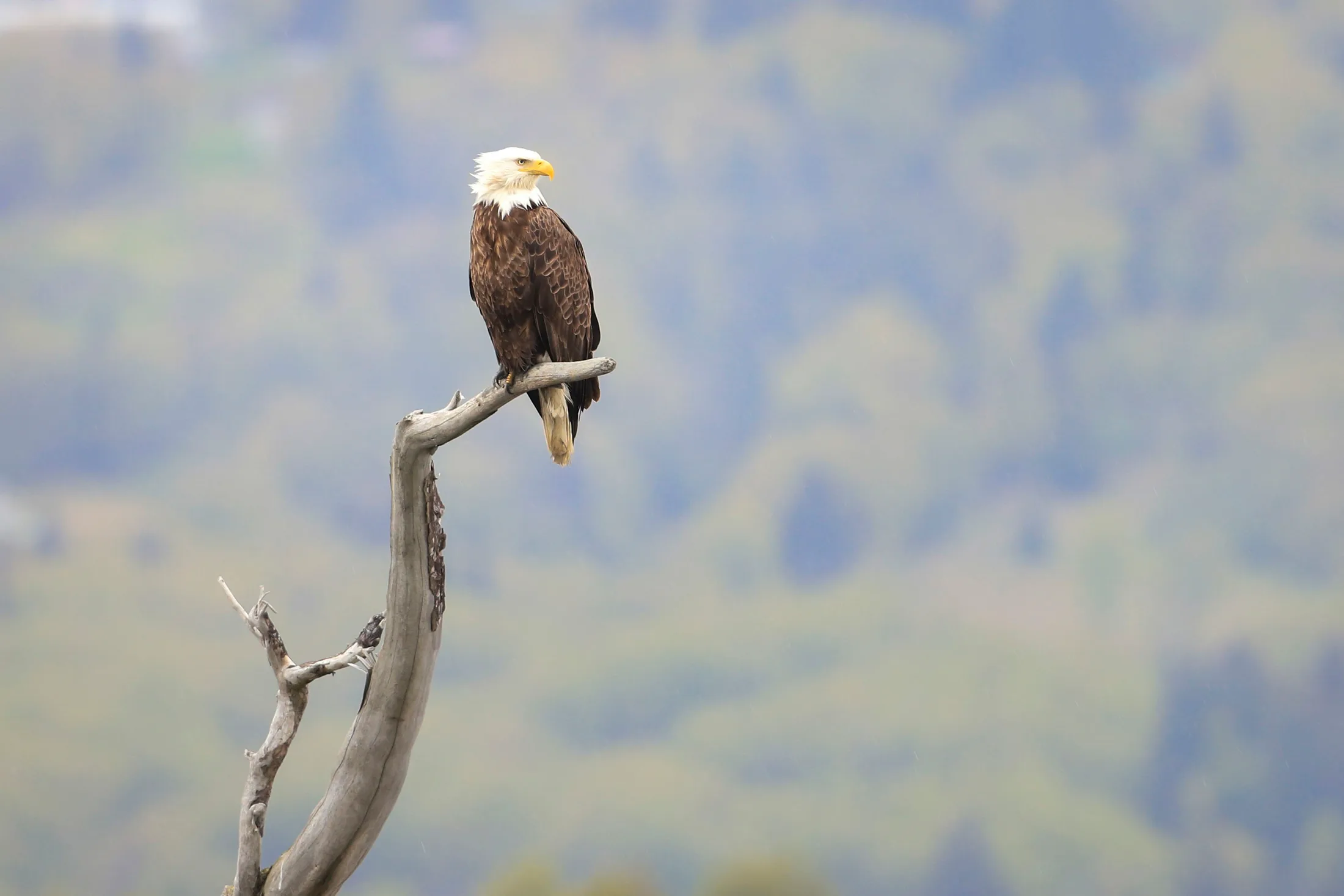 Bald Eagle Homer Alaska, animals, a fine art photograph by Michael Joseph Baca, Casa de Baca Studios, Florence, Arizona