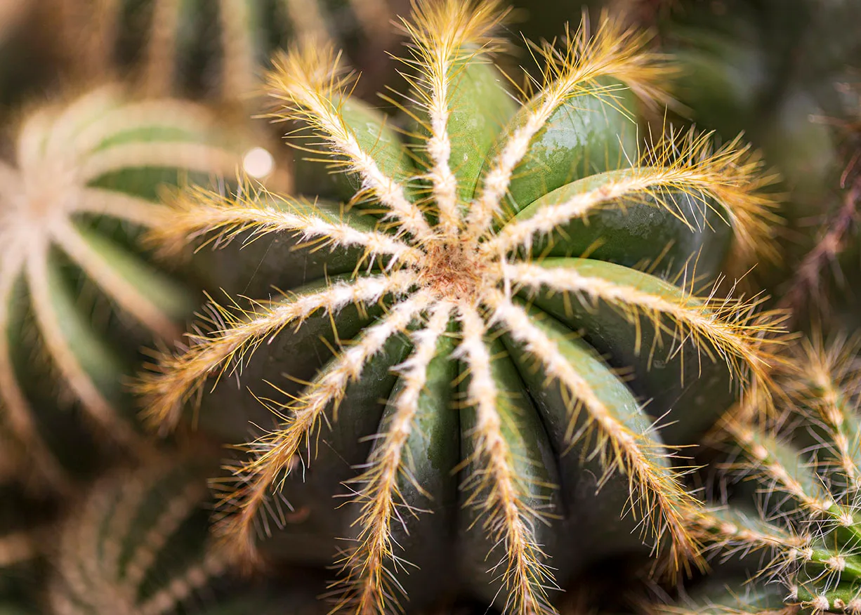 Balloon Cactus at Boyce Thompson Arboretum, flowers and plants, a fine art photograph by Janell Evelyn Baca