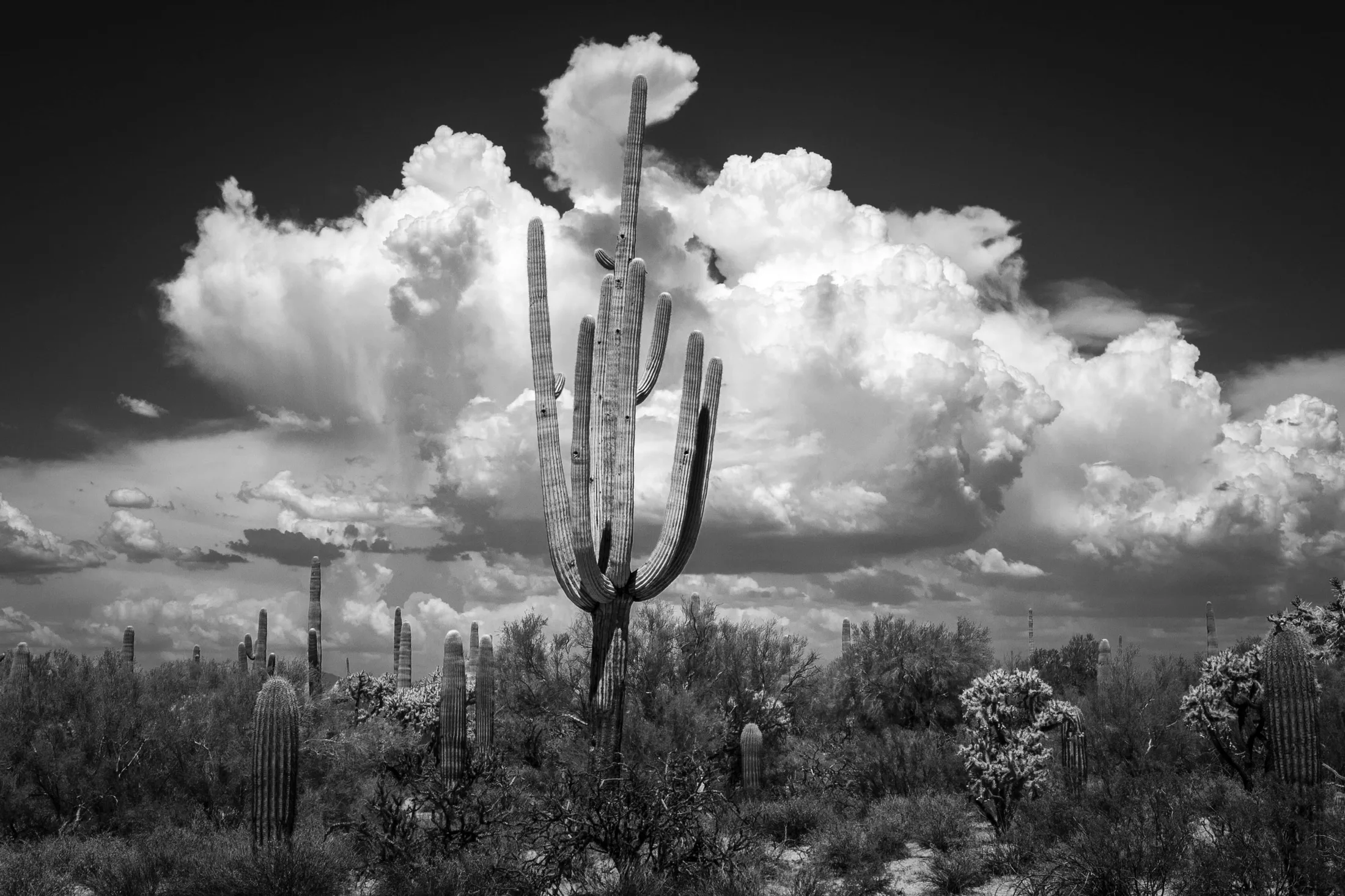 B&W Florence Az, landscape, a fine art photograph by Michael Joseph Baca, Casa de Baca Studios, Florence, Arizona