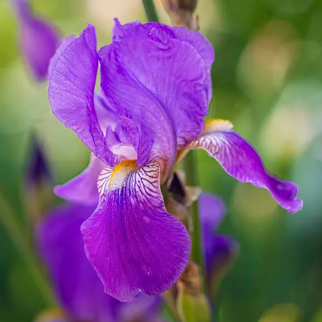 Bearded Iris at Boyce Thompson Arboretum, flowers and plants, a fine art photograph by Janell Evelyn Baca