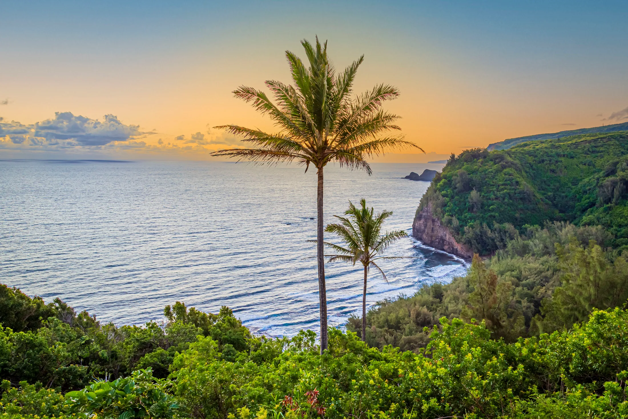 Palm trees above a bay at sunset on the Big Island of Hawaii, sea cliffs falling to the surf, a fine art photograph by