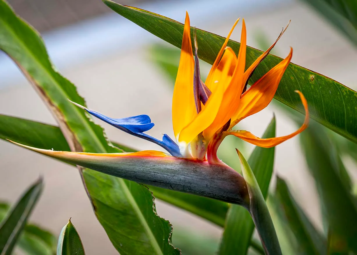 Bird of Paradise Flower Big Island Hawaii, flowers and plants, a fine art photograph by Janell Evelyn Baca