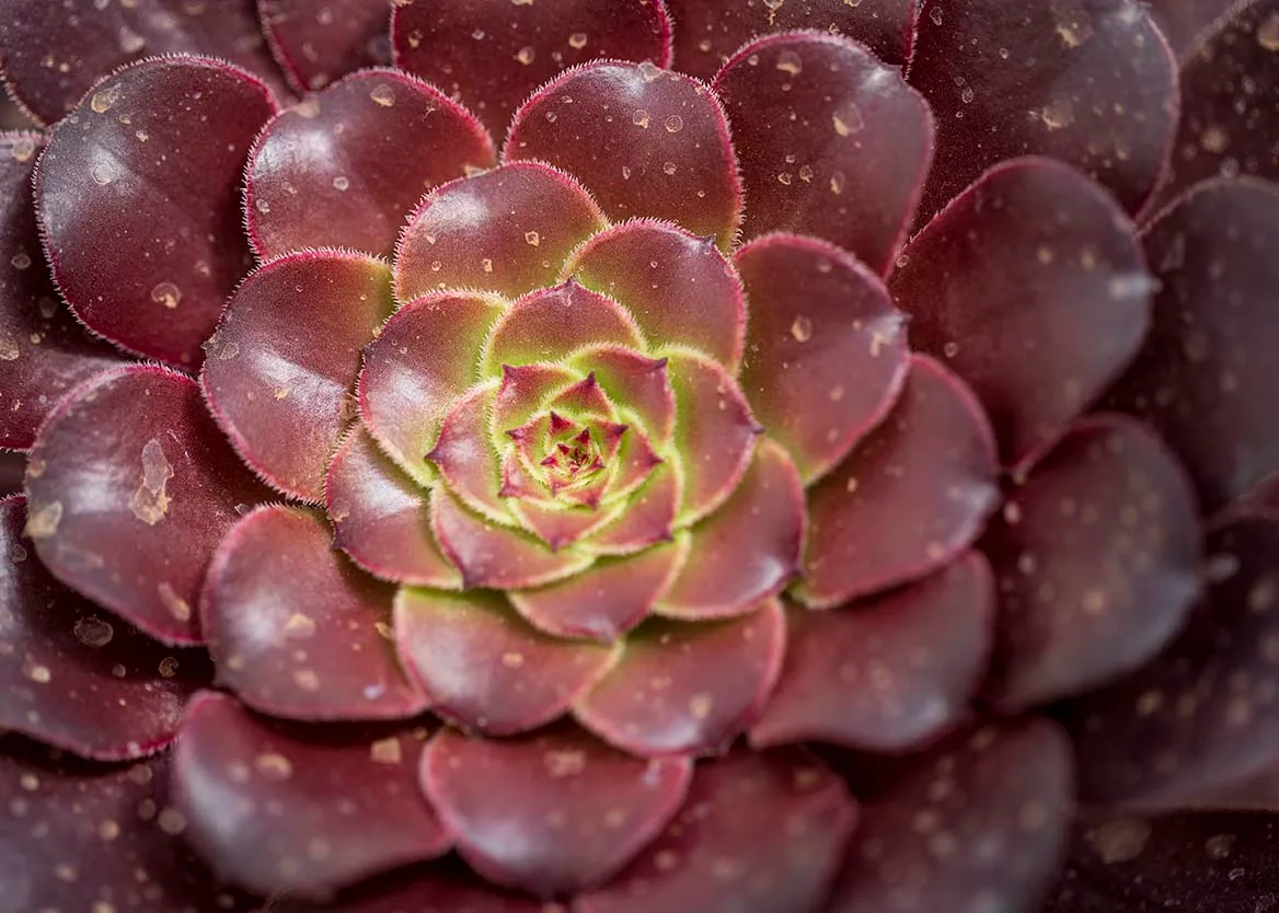 'Black Rose' succulent at Boyce Thompson Arboretum, flowers and plants, a fine art photograph by Janell Evelyn Baca
