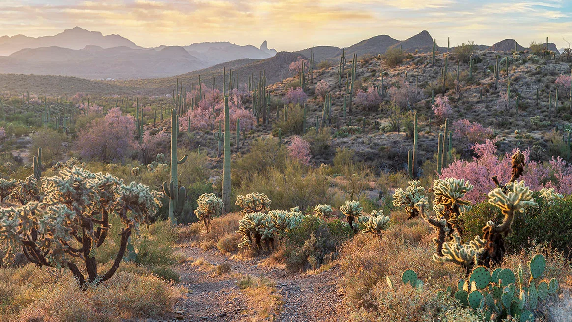 Blooming Ironwood US 60 near Superior, sunset and sunrise, a fine art photograph by Janell Evelyn Baca