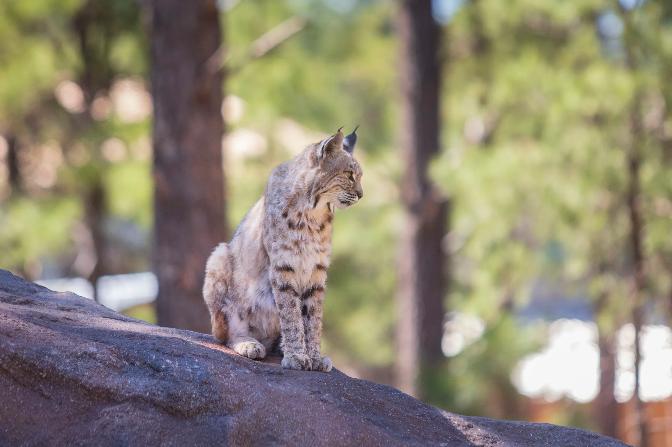 Bobcat at Bearizona, animals, a fine art photograph by Michael Joseph Baca, Casa de Baca Studios, Florence, Arizona