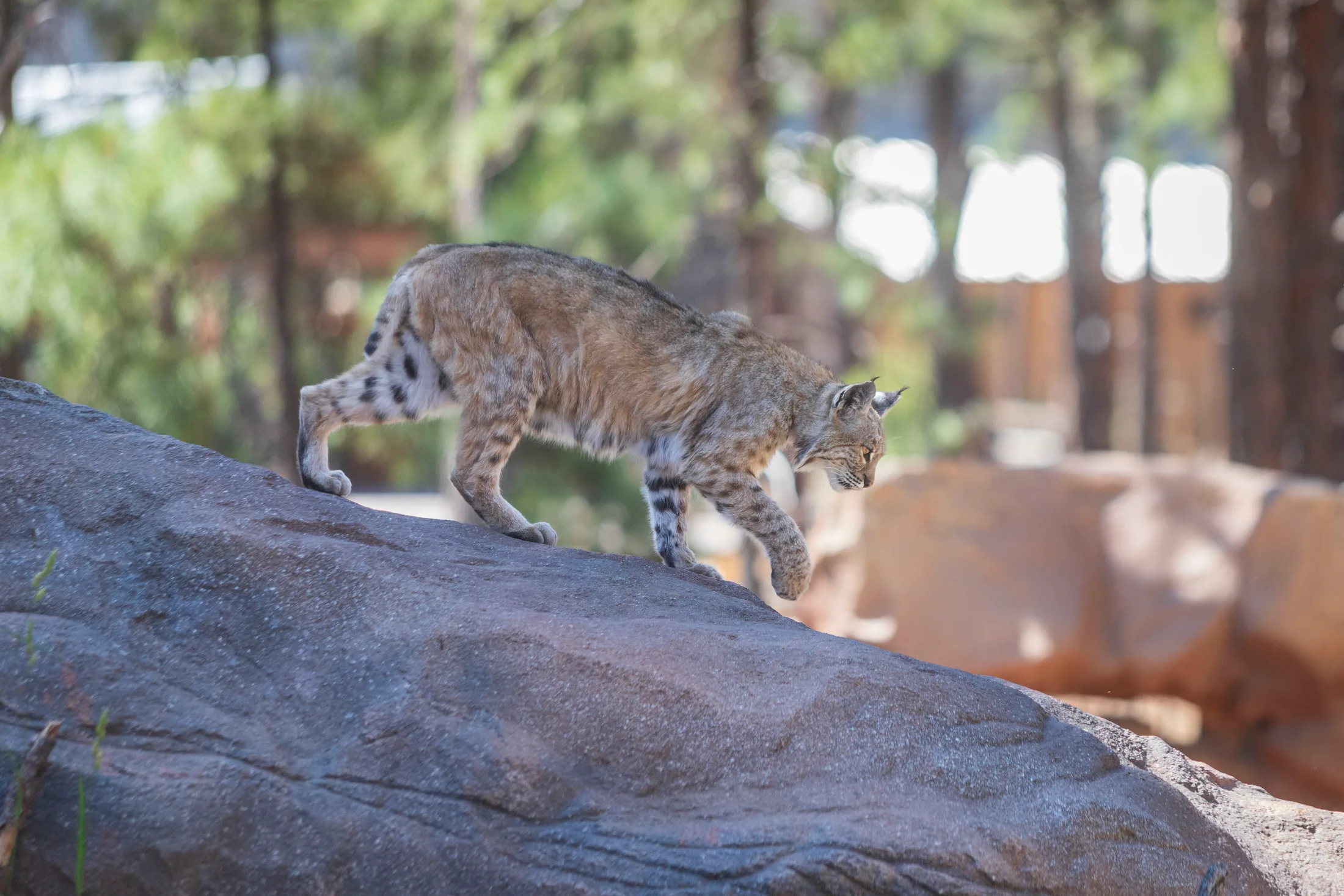 Bobcat at Bearizona, animals, a fine art photograph by Michael Joseph Baca, Casa de Baca Studios, Florence, Arizona