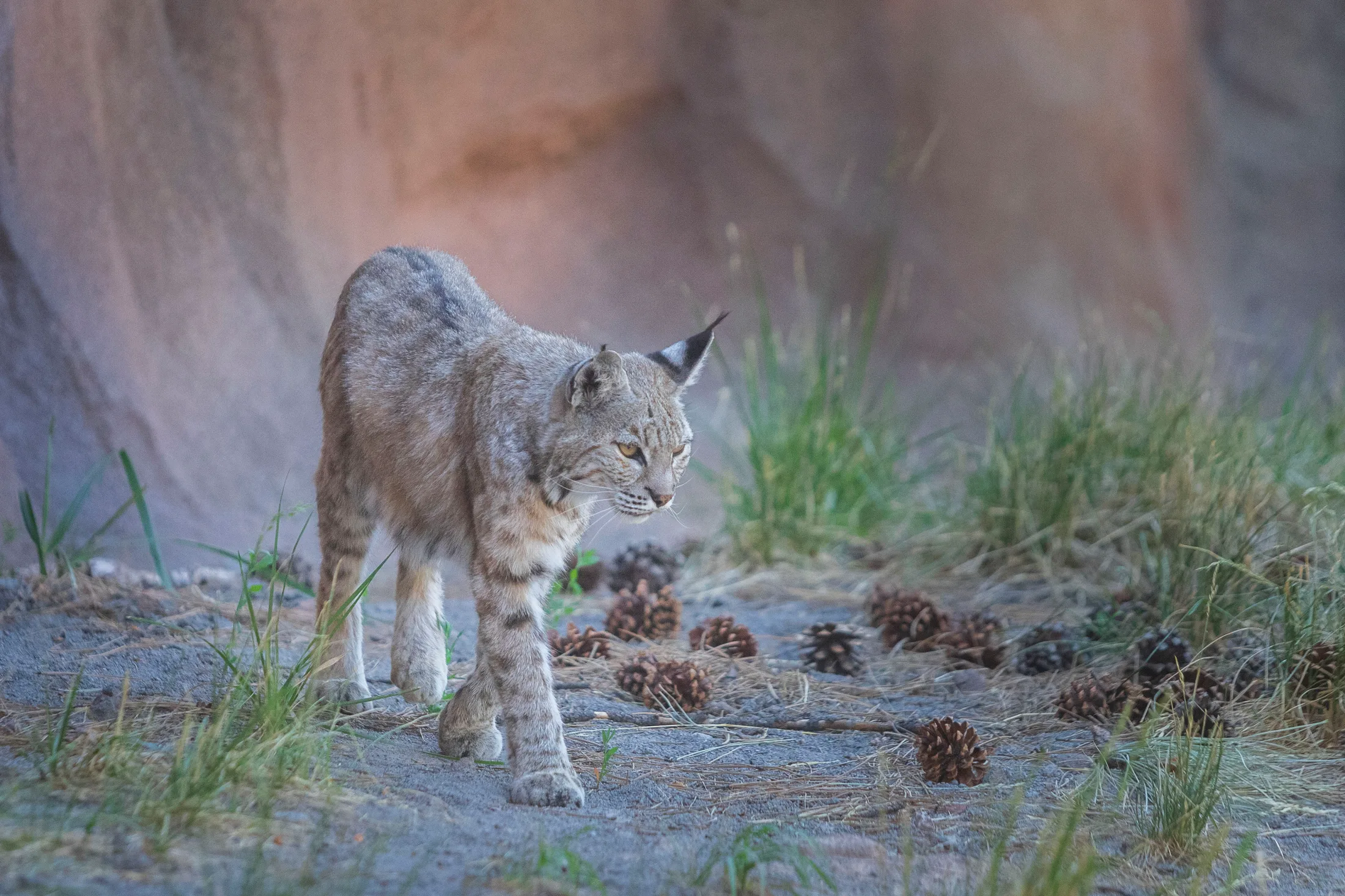 Bobcat at Bearizona, animals, a fine art photograph by Michael Joseph Baca, Casa de Baca Studios, Florence, Arizona