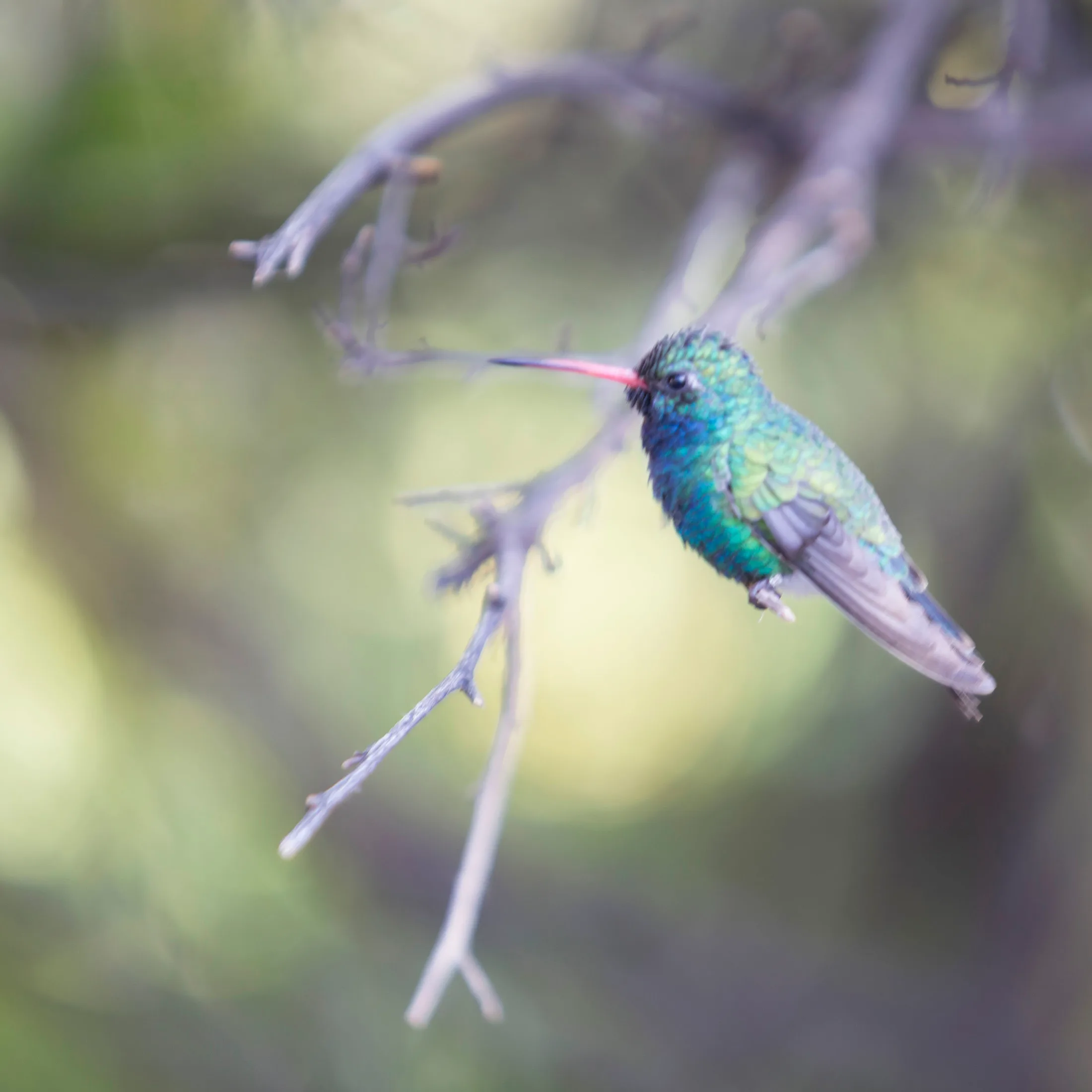 Borad-billed Hummingbird Tucson AZ, animals, a fine art photograph by Michael Joseph Baca
