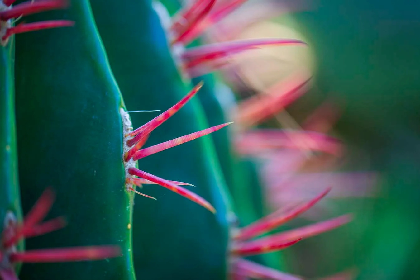 Boyce Thompson Arboretum, flowers and plants, a fine art photograph by Janell Evelyn Baca