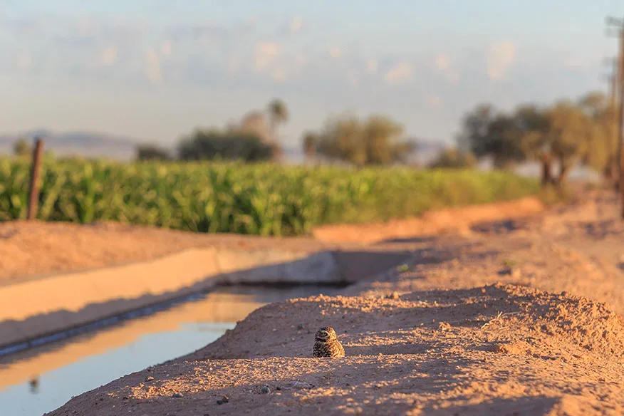 Burrowing Owl Coolidge AZ, animals, a fine art photograph by Janell Evelyn Baca, Casa de Baca Studios, Florence, Arizona