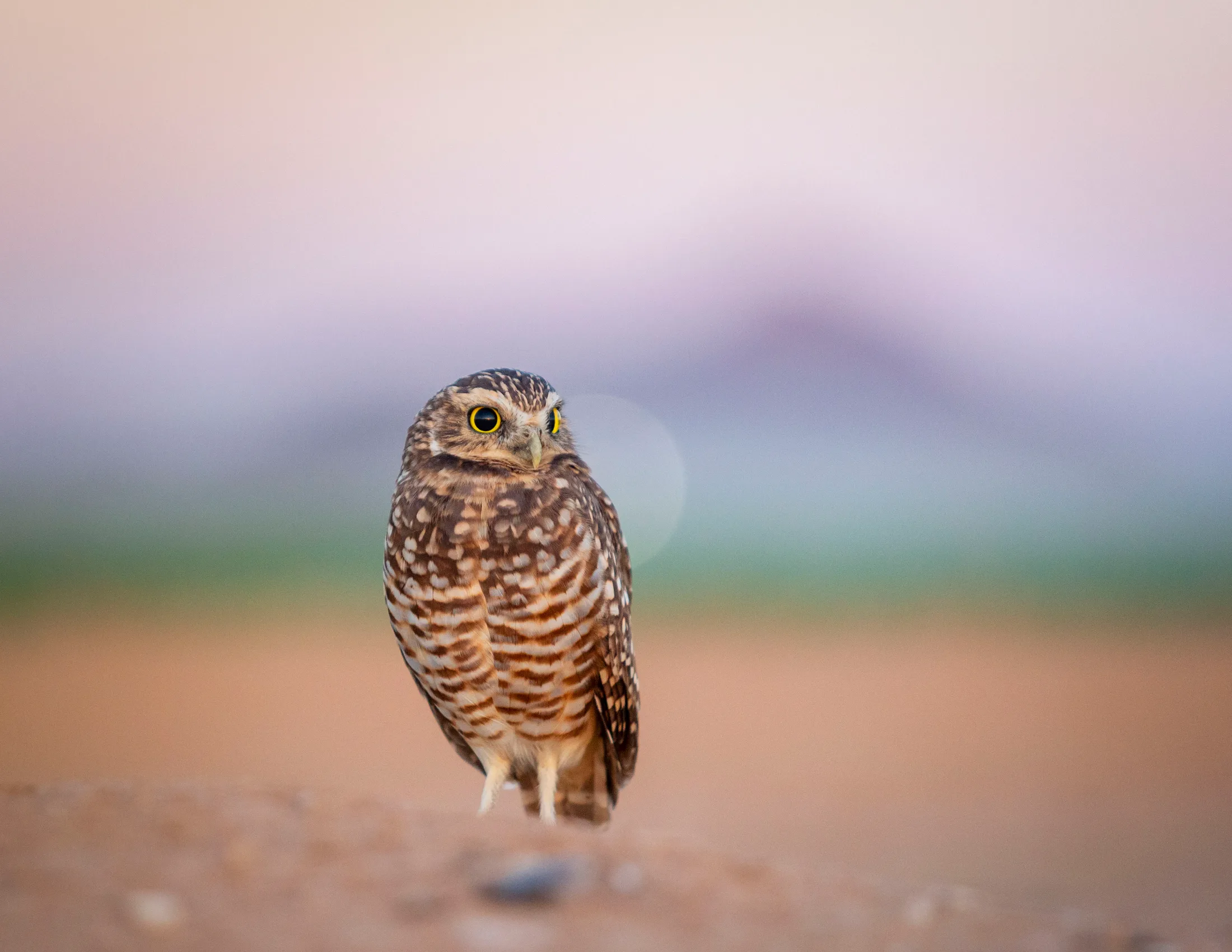 Burrowing Owl Coolidge AZ, animals, a fine art photograph by Michael Joseph Baca, Casa de Baca Studios, Florence, Arizona