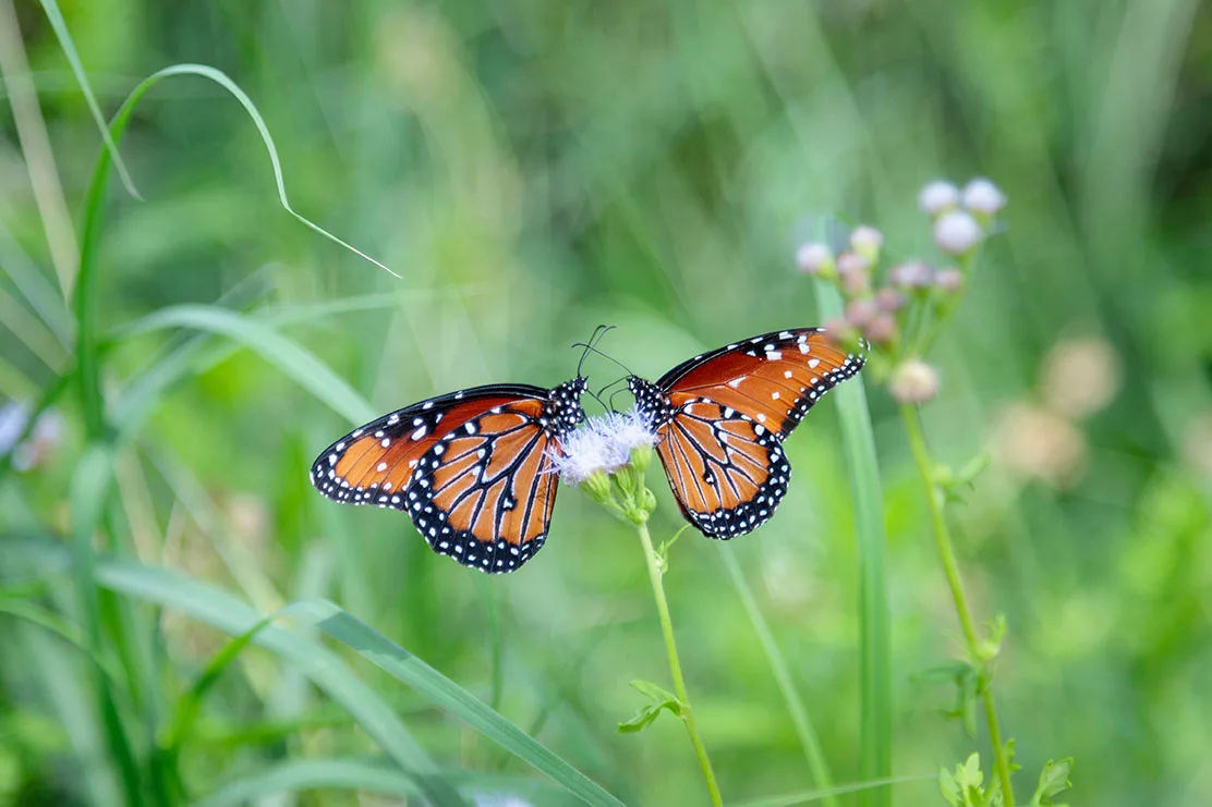 Butterflies in Tubac, animals, a fine art photograph by Janell Evelyn Baca, Casa de Baca Studios, Florence, Arizona