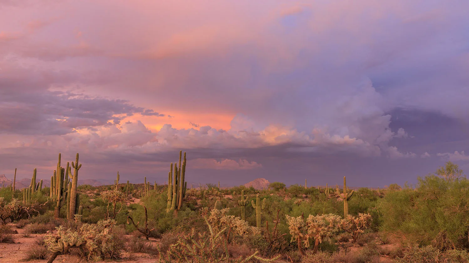 Cactus Sunset Grayback Mountain Florence AZ, a fine art photograph by Janell Evelyn Baca