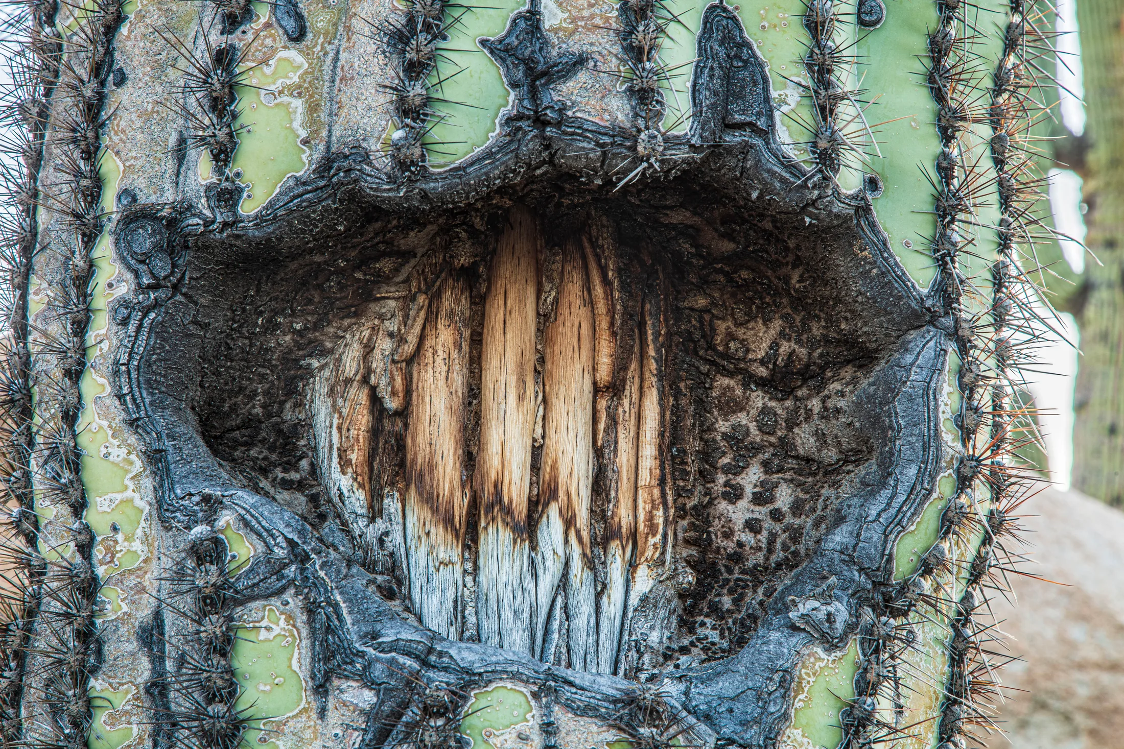 Cactus with Exposed Ribs Florence AZ, flowers and plants, a fine art photograph by Michael Joseph Baca