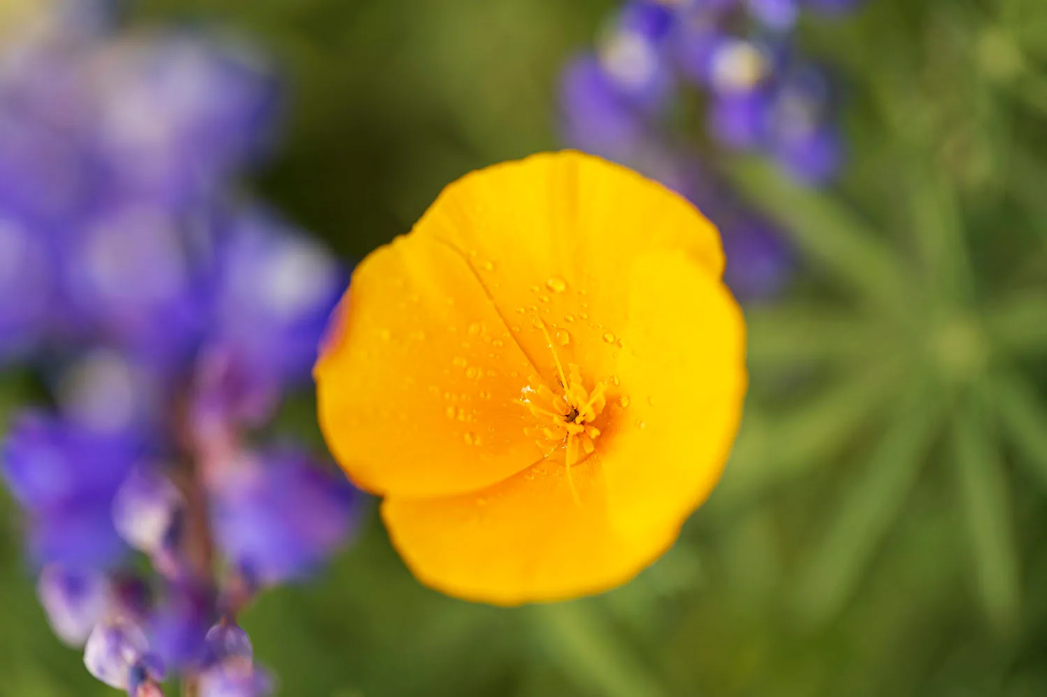 California Poppy in Florence AZ, flowers and plants, a fine art photograph by Janell Evelyn Baca