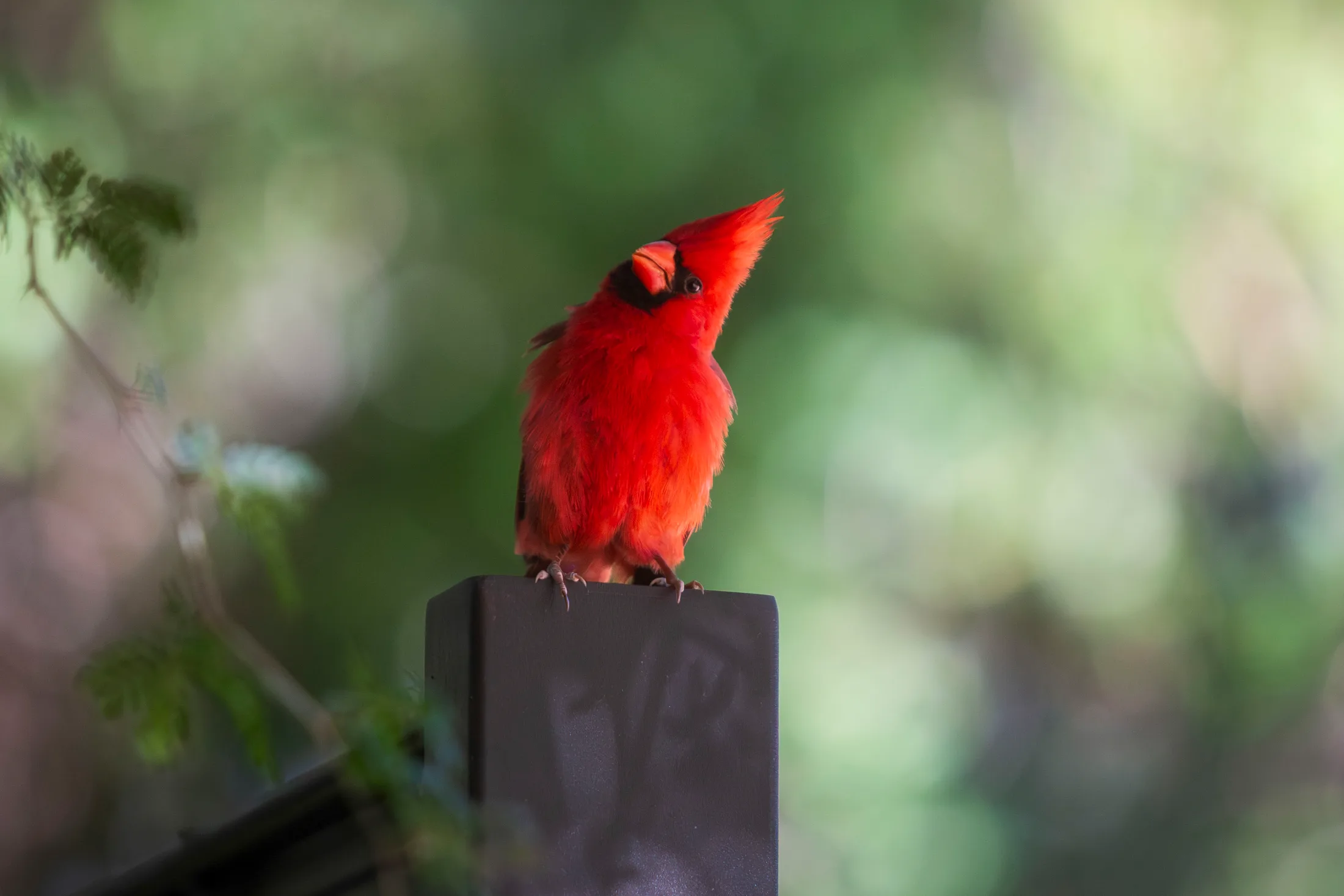 Cardinal at Boyce Thompson Arboretum, animals, a fine art photograph by Michael Joseph Baca