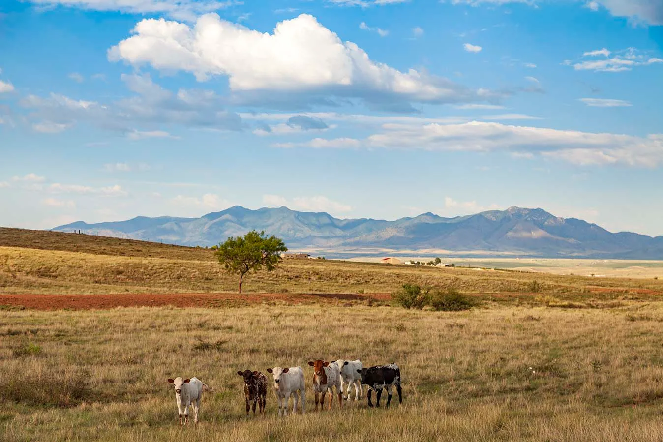 cattle near Sonoita AZ, animals, a fine art photograph by Janell Evelyn Baca, Casa de Baca Studios, Florence, Arizona
