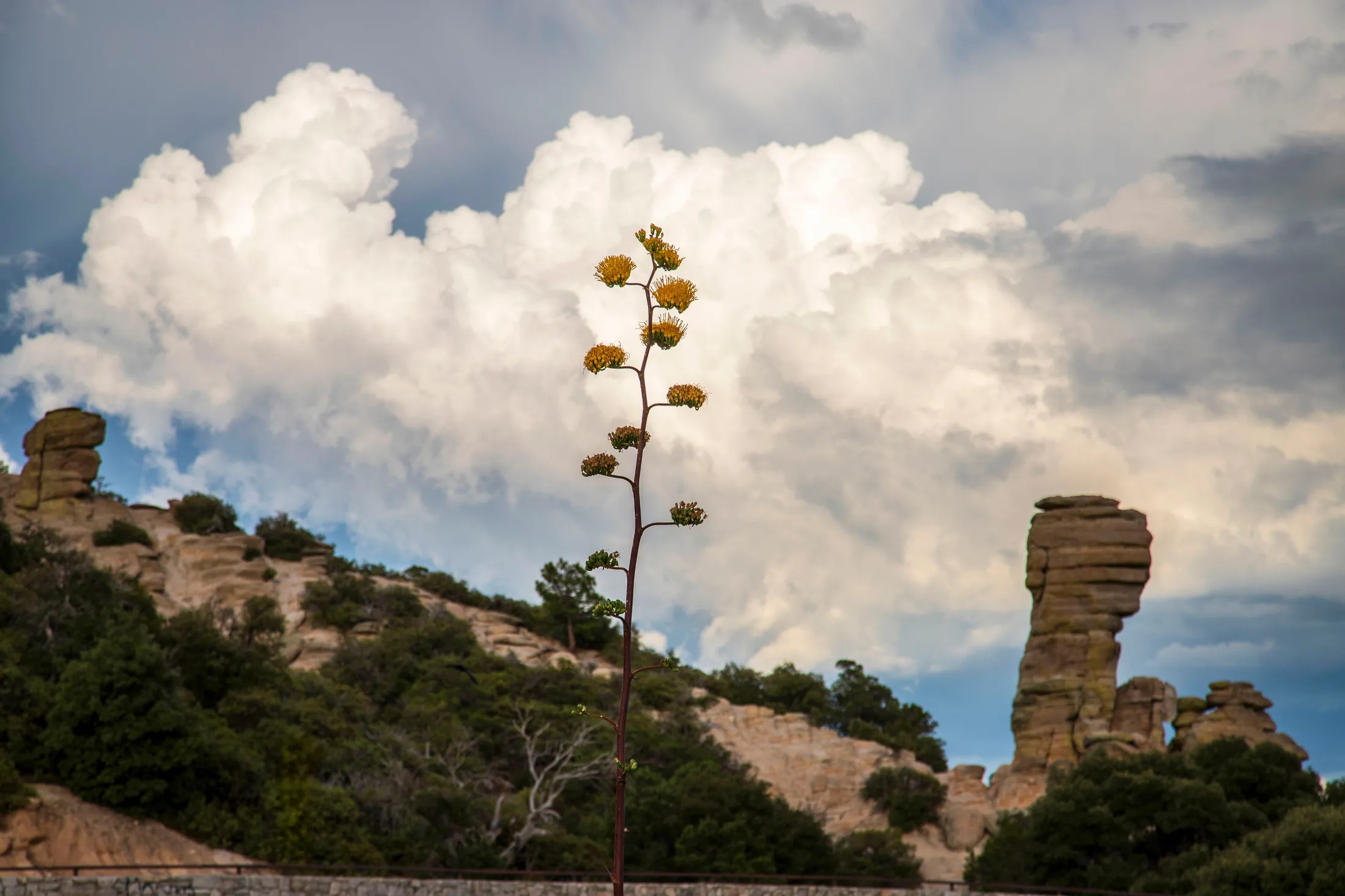 Century Plant Mount Lemon Arizona, landscape, a fine art photograph by Michael Joseph Baca