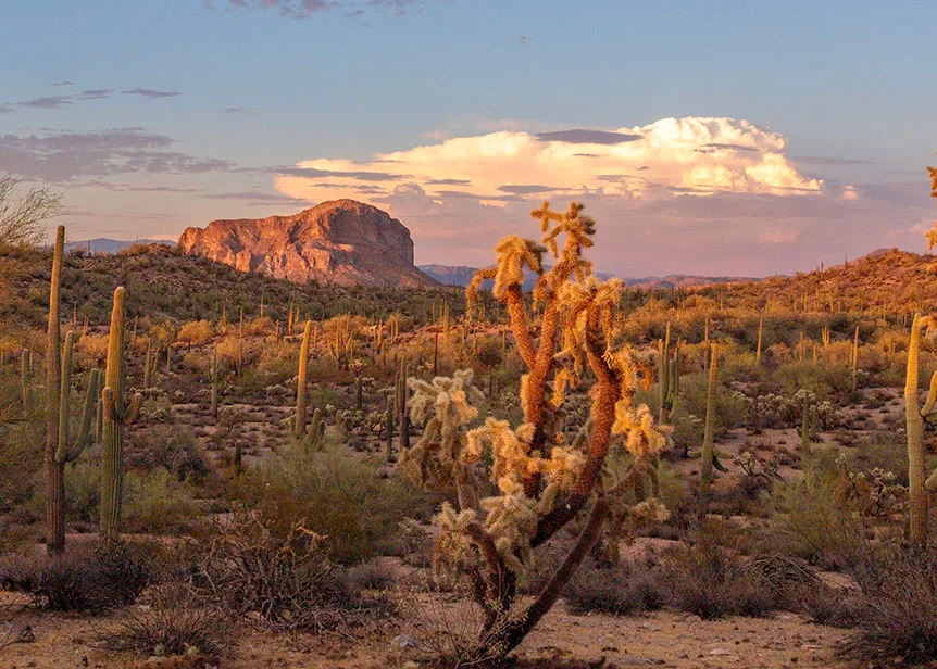 Cholla & South Butte Florence AZ, sunset and sunrise, a fine art photograph by Janell Evelyn Baca