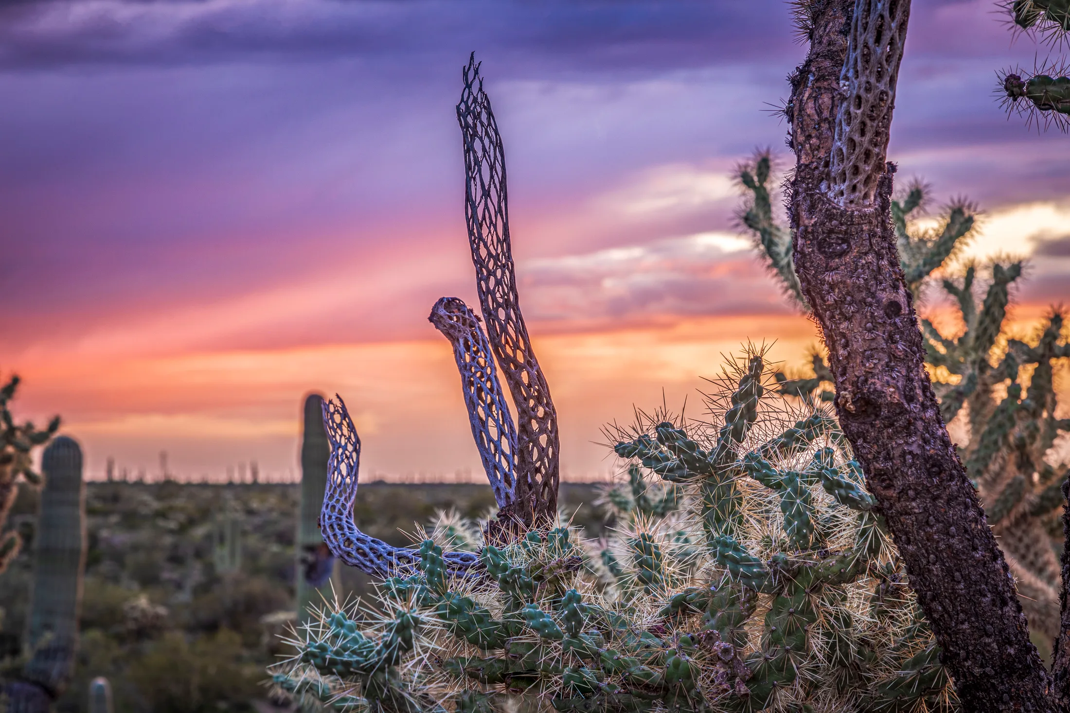 Cholla Sunset Florence AZ, a fine art photograph by Michael Joseph Baca, Casa de Baca Studios, Florence, Arizona