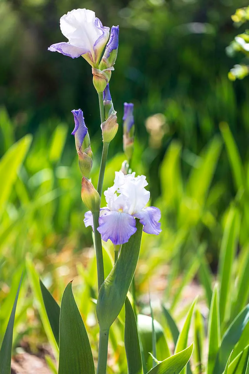 'Clarence' bearded iris Boyce Thompson Arboretum, flowers and plants, a fine art photograph by Janell Evelyn Baca