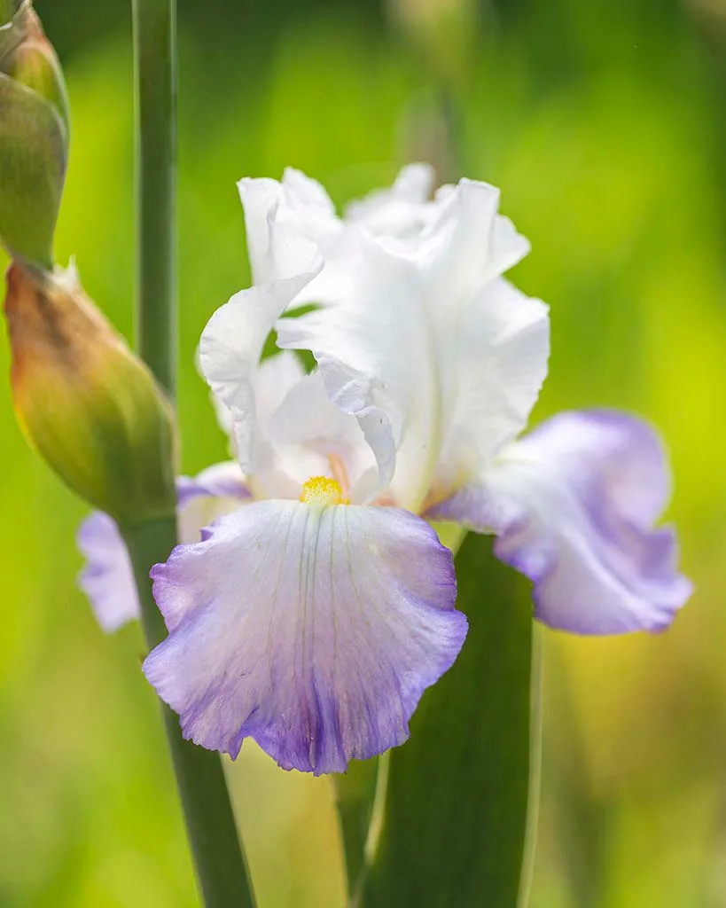 Clarence reblooming bearded iris Boyce Thompson Arboretum, flowers and plants, a fine art photograph by Janell Evelyn Baca