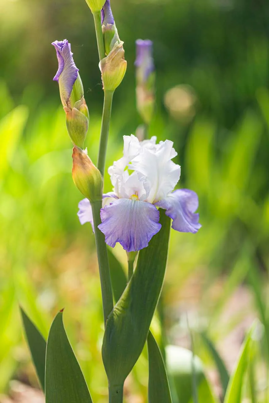 'Clarence' reblooming Bearded Iris Boyce Thompson Arboretum, flowers and plants, a fine art photograph by Janell Evelyn Baca