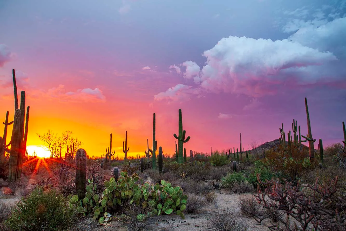 Colorful Sunset in Saguaro National Park Tucson AZ, a fine art photograph by Janell Evelyn Baca