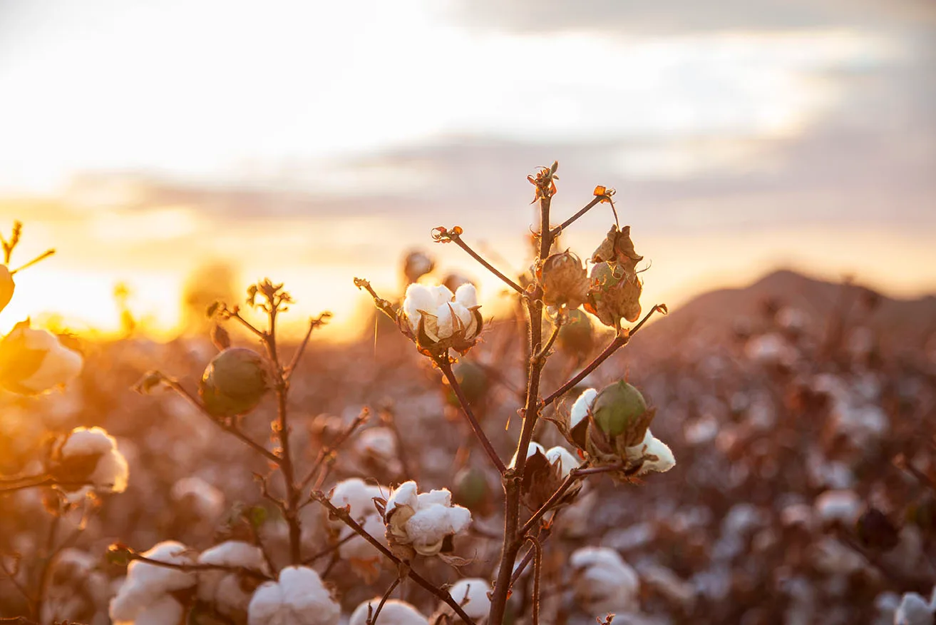 Coolidge Cotton about to be picked, flowers and plants, a fine art photograph by Janell Evelyn Baca