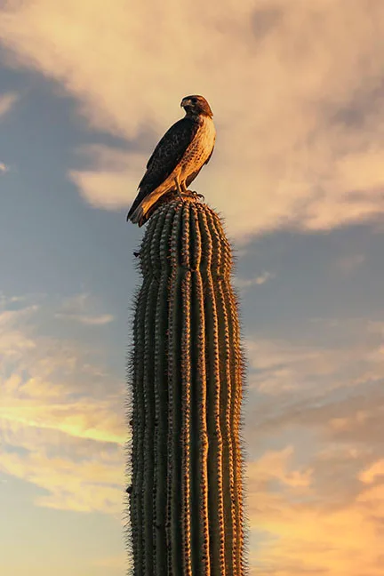Cooper's Hawk Florence AZ, animals, a fine art photograph by Janell Evelyn Baca, Casa de Baca Studios, Florence, Arizona