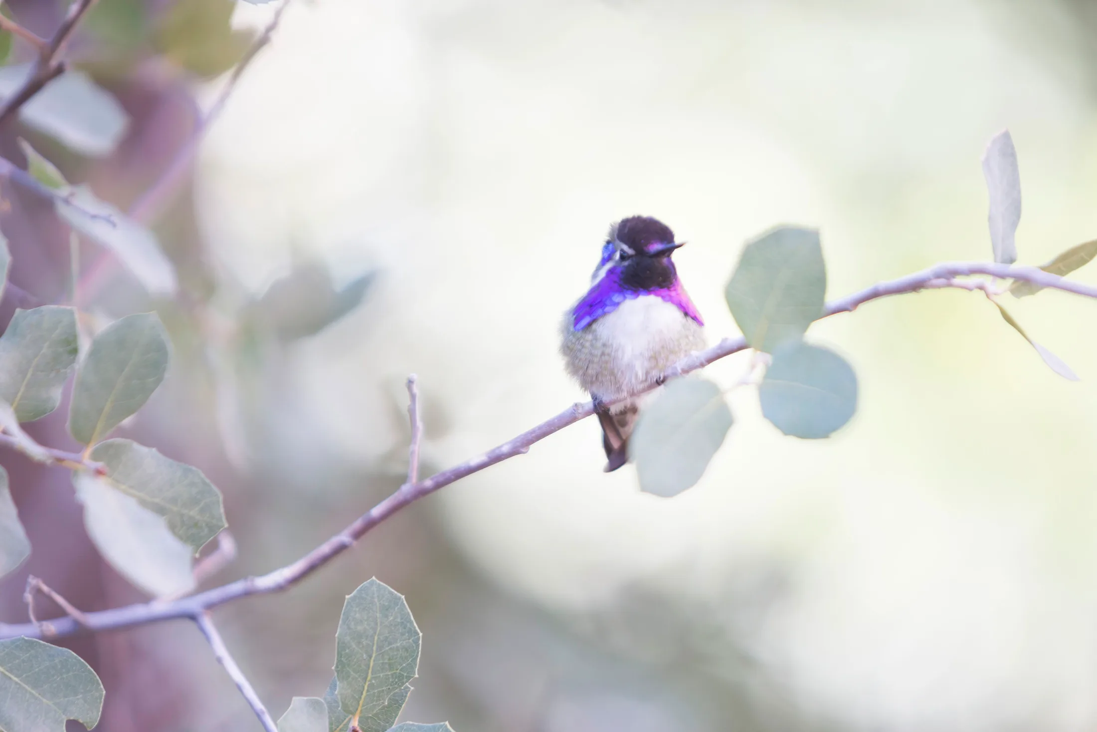 Costa's Hummingbird Tucson AZ, animals, a fine art photograph by Michael Joseph Baca, Casa de Baca Studios, Florence, Arizona