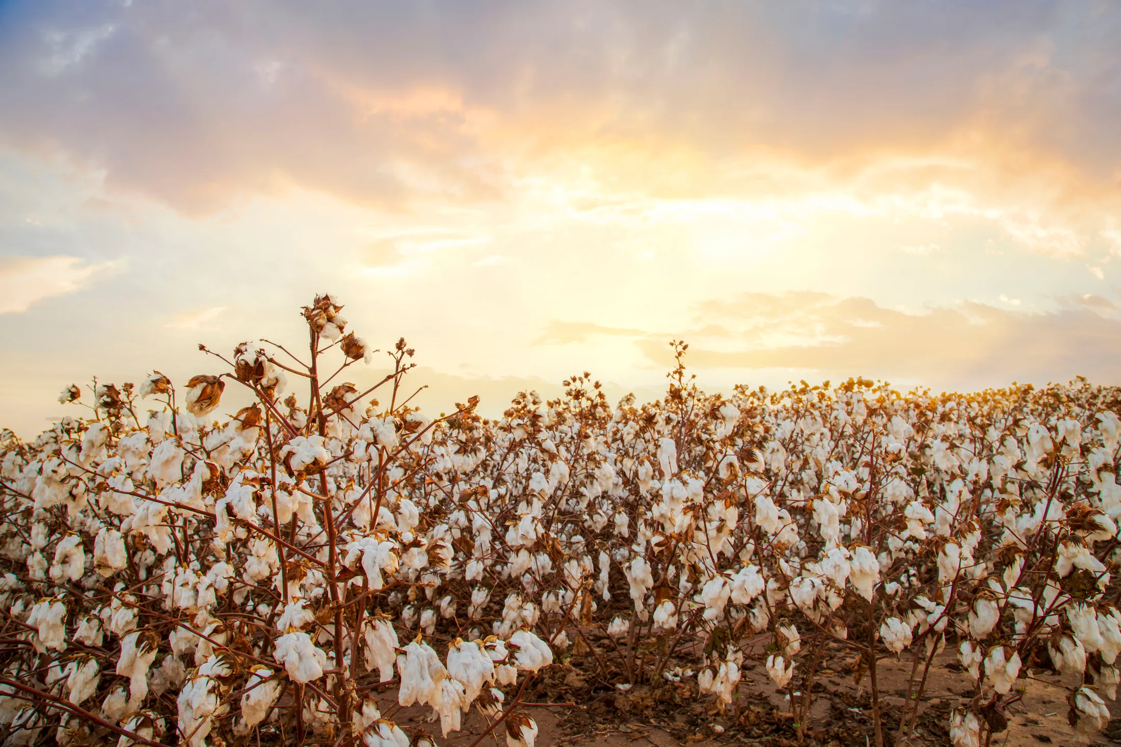 Cotton Coolidge AZ, flowers and plants, a fine art photograph by Michael Joseph Baca, Casa de Baca Studios, Florence, Arizona