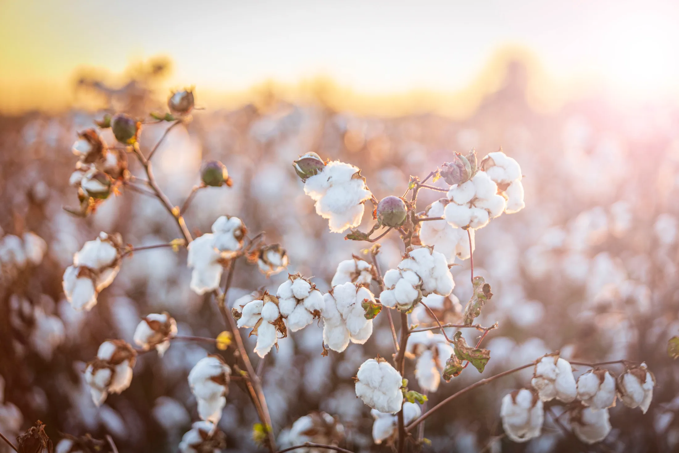 Cotton Florence AZ, flowers and plants, a fine art photograph by Michael Joseph Baca, Casa de Baca Studios, Florence, Arizona
