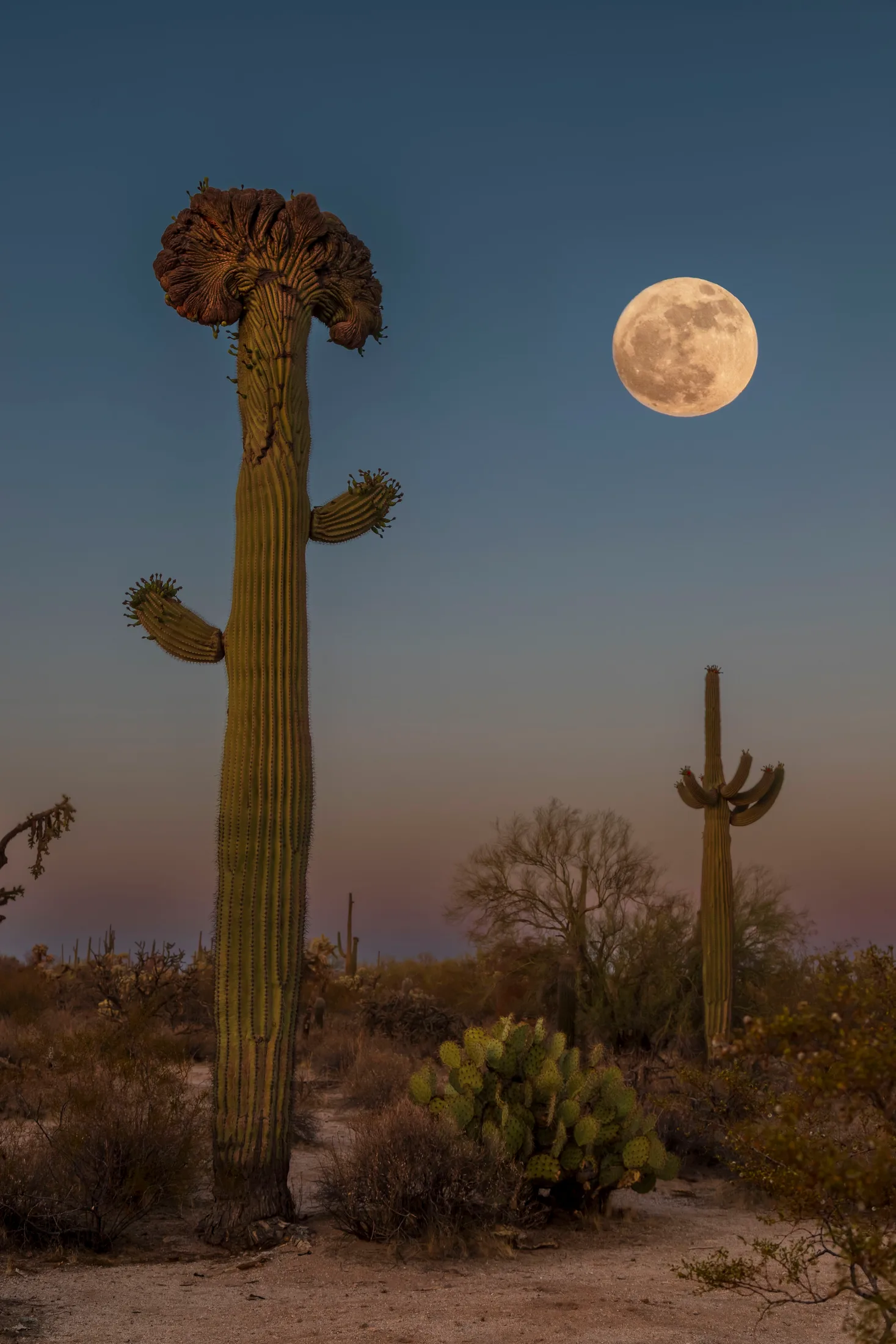 Crested Saguaro and Moon Florence AZ, a fine art photograph by Michael Joseph Baca, Casa de Baca Studios, Florence, Arizona