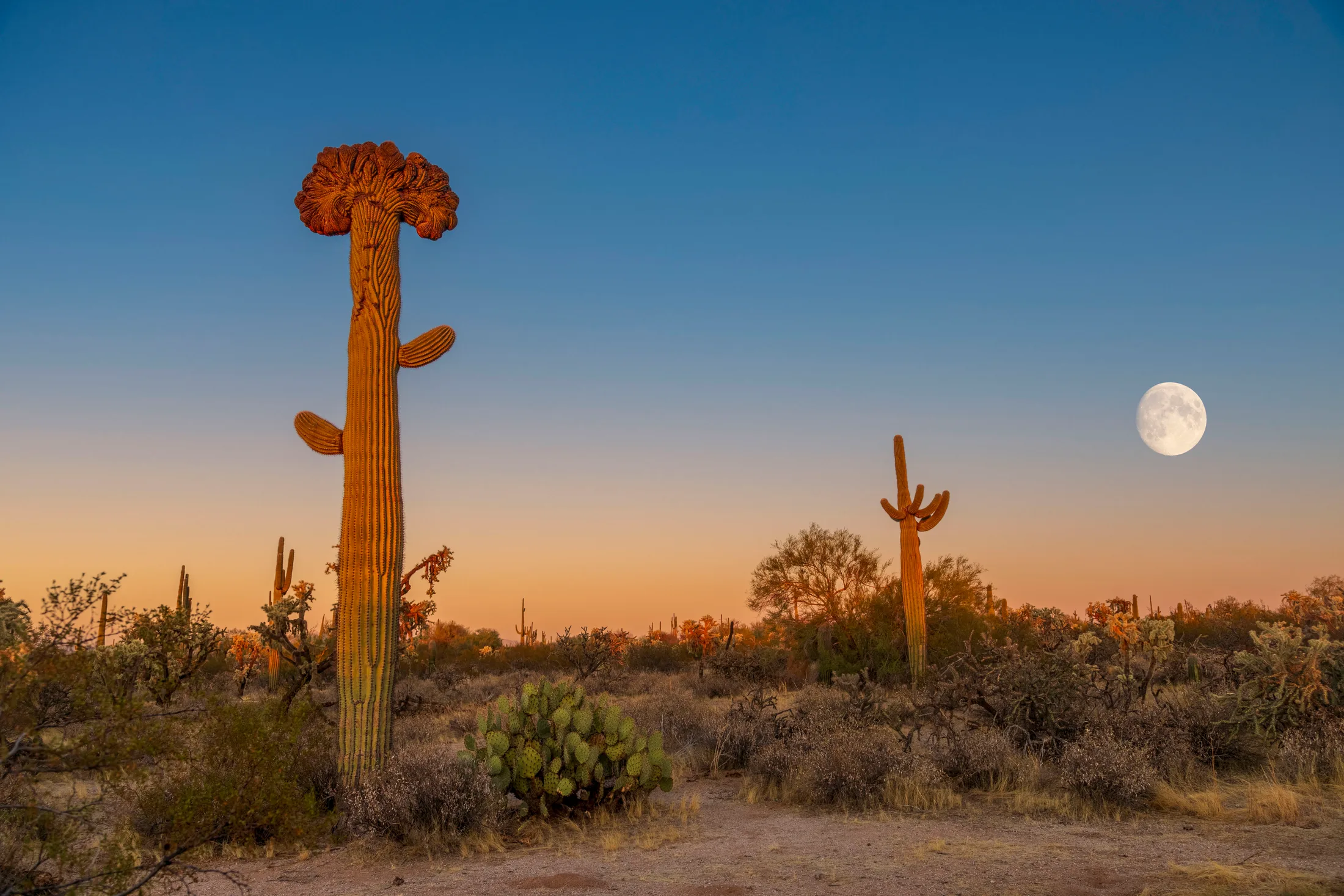 Crested Saguaro and Moon florence Kelvin Hwy, a fine art photograph by Michael Joseph Baca