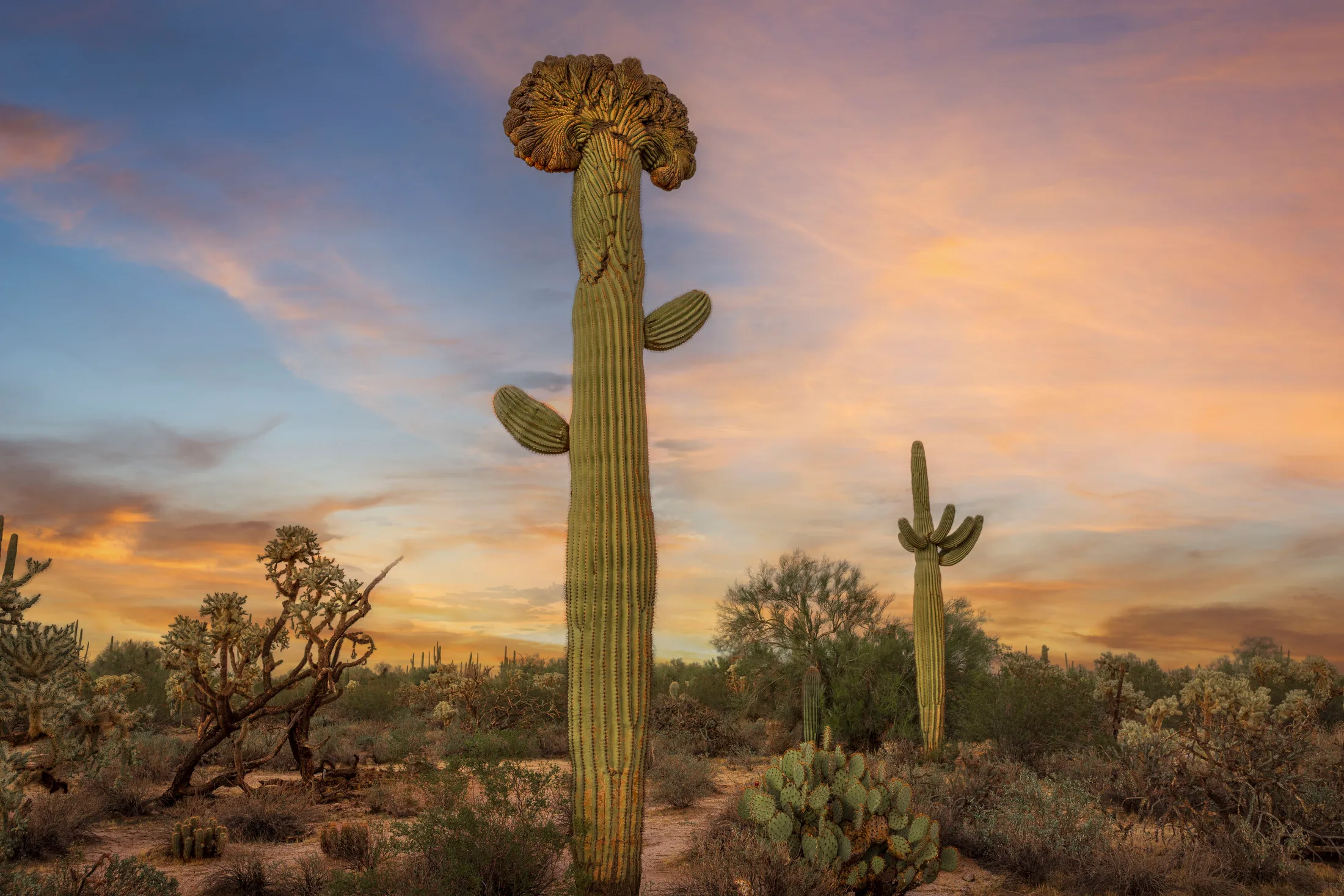 Crested Saguaro Florence AZ, sunset and sunrise, a fine art photograph by Michael Joseph Baca