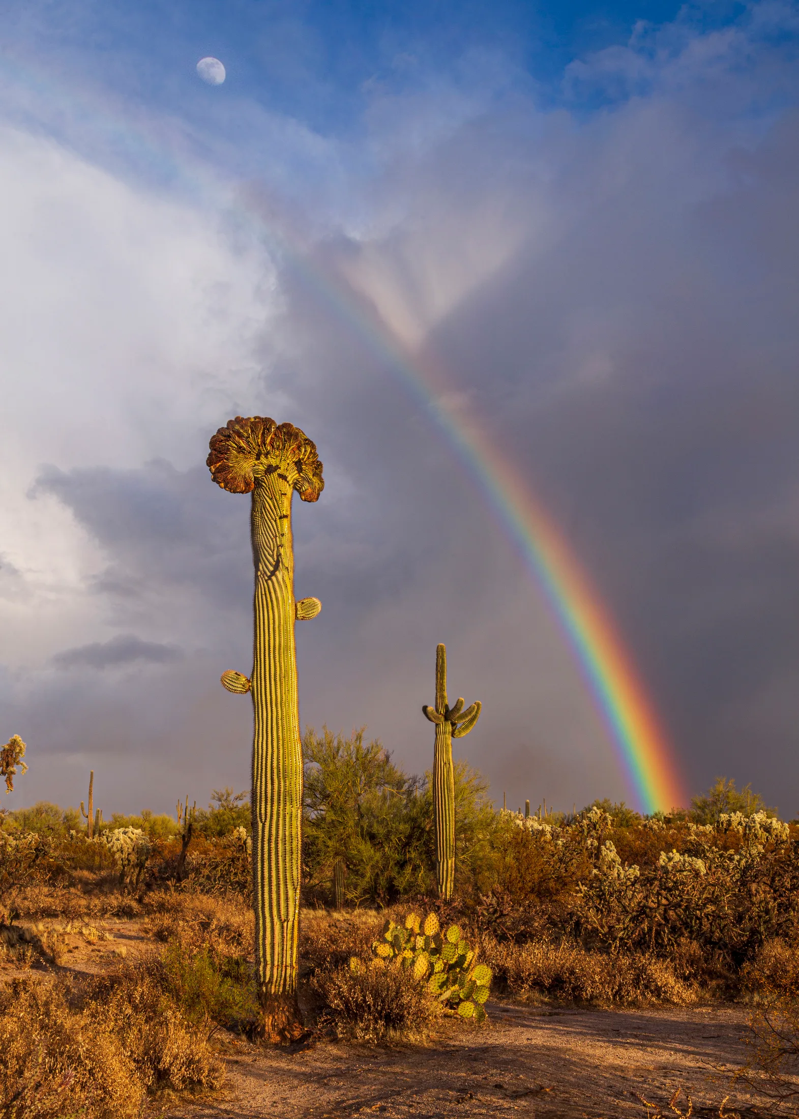 Crested Saguaro Rainbow and Moon Florence AZ, a fine art photograph by Michael Joseph Baca