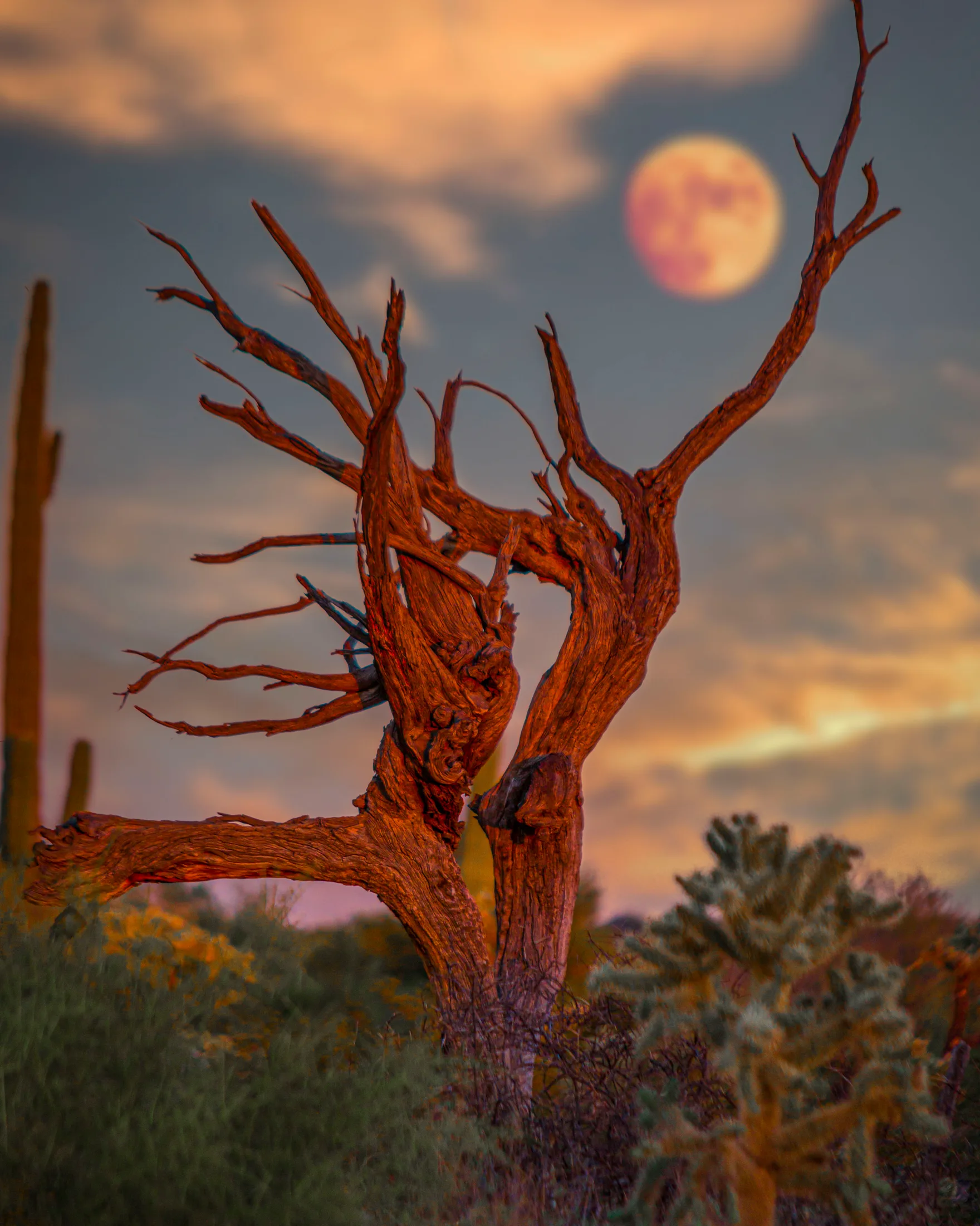 Dancing with the Moon Florence AZ, a fine art photograph by Michael Joseph Baca, Casa de Baca Studios, Florence, Arizona